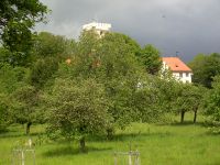 fruehling57 burg falkenfels